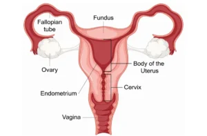 Fertility-Clinic